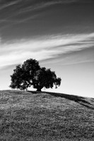 Lone Oak