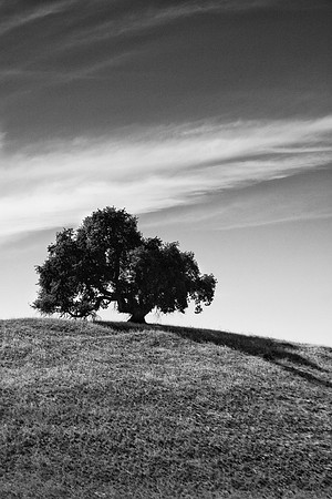 Lone Oak