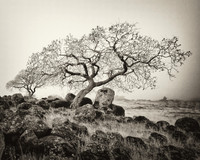 Rocks and Trees #1