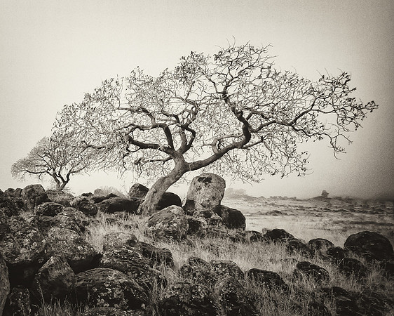 Rocks and Trees #1