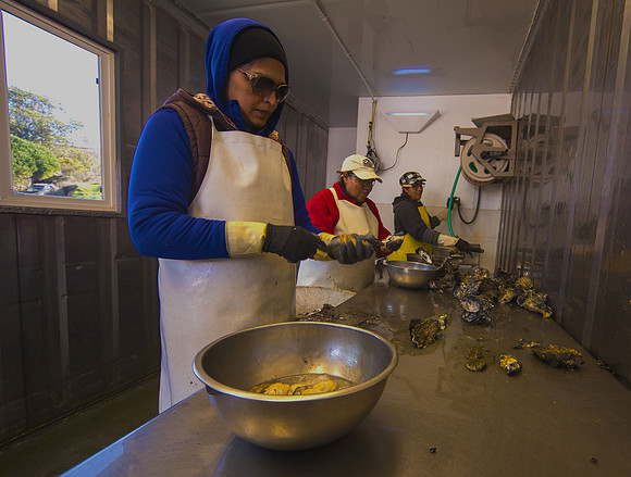 The Women Shuck